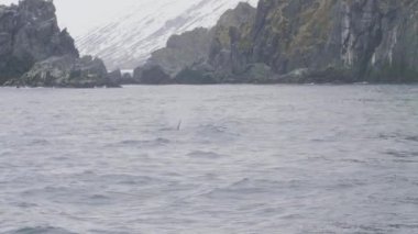 Vahşi katil balina karlı dağ ve cliff manzara okyanus suda yüzmek