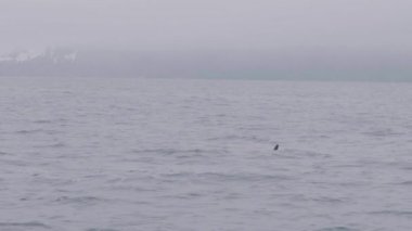 Çift vahşi katil balina yüzme ve denizde dalış karlı dağ manzarası