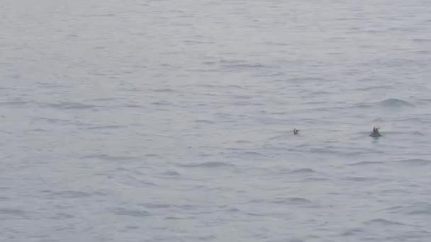 Fratercula arctica плавание и дайвинг для ловли рыбы в океанской воде — стоковое видео