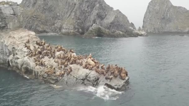 Grupo de lobos marinos salvajes sentados en un acantilado rocoso con vista al mar desde un dron — Vídeos de Stock