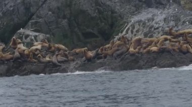 Deniz aslanları kayalık uçurum suya atlama sürüsü. Hayvan ve yaban hayatı