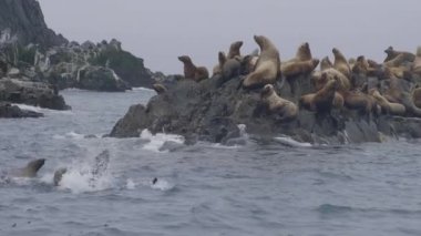 Deniz okyanus su içerisinde yüzen ve kayalık Adası'nda oturan aslan sürüsü