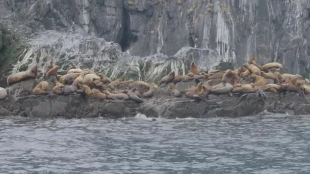 Grupo de leões marinhos que habitam na ilha de pedra no oceano pacífico. Animais marinhos selvagens — Vídeo de Stock