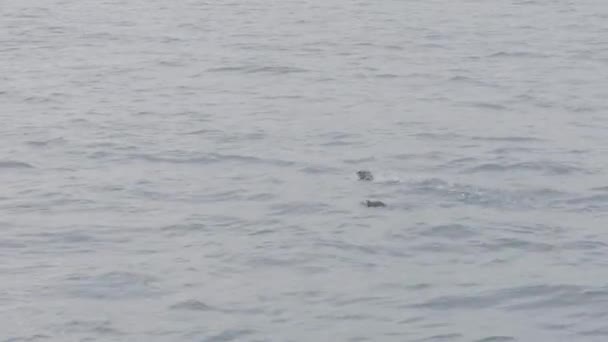 Атлантические пухлые птицы плавают по океанской воде. Птицы Fratercula arctica — стоковое видео