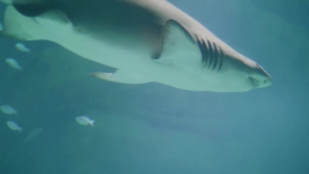 Tiburón nadando bajo el agua en el oceanario. Vida marina submarina y animales salvajes — Vídeos de Stock