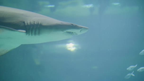 Haai en vissen zwemmen in het water in het oceanarium. Wilde zeedieren en roofdieren — Stockvideo