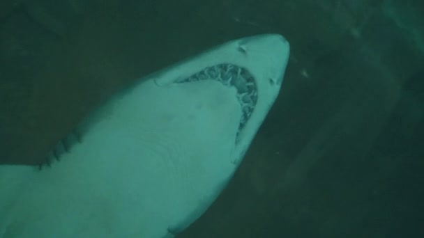 Tiburón nadando bajo el agua en el oceanario túnel. Animales salvajes y depredadores marinos — Vídeo de stock