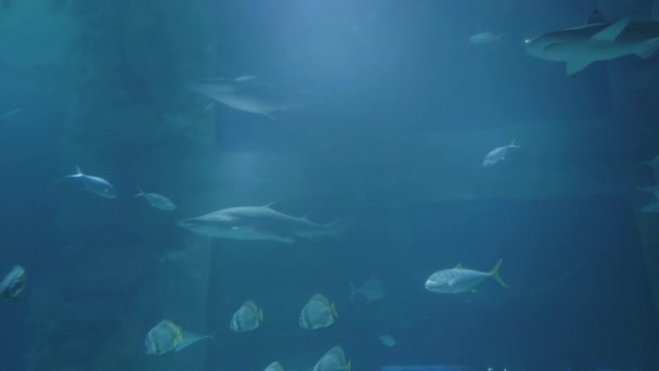 Vis en haaien zwemmen in helder water in het aquarium. Kijken van vis en zee dier — Stockvideo