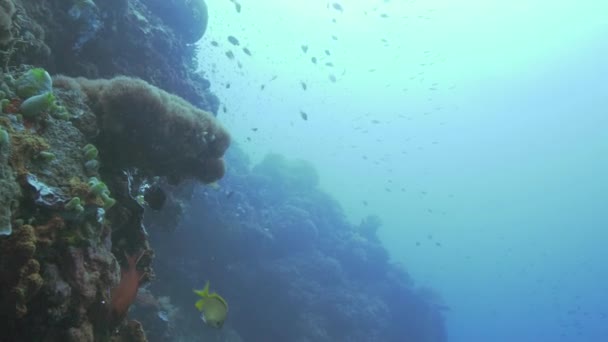 Vissen zwemmen in onderwater zee op coral reef achtergrond en lucht bubbels van duiker — Stockvideo