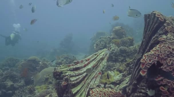 Poissons Nageant Parmi Les Récifs Coralliens Sur Fond Marin Vue — Video