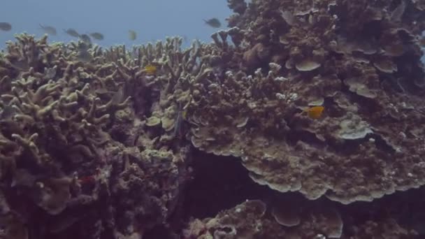 Υποβρύχια προβολή κοραλλιογενή ύφαλο, κολύμβηση ψάρια και δύτης σκαφάνδρων στα νερά — Αρχείο Βίντεο