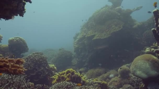 Peixes nadando entre recifes de coral na vista subaquática do mar. Mundo subaquático — Vídeo de Stock