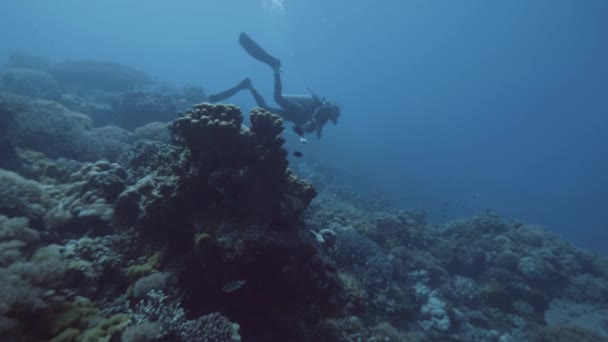 Mergulhador flutuante submarino mar azul perto de recifes de coral e peixes. Mergulho marítimo — Vídeo de Stock