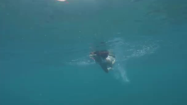 Hübsche Frau mit Maske und Schnorchel, die in transparentem Meerwasser unter Wasser schwimmt. Frau in Schnorchelmaske schwimmt im Meerwasser. Unterwasser beobachten Korallenriffe und Fische. — Stockvideo