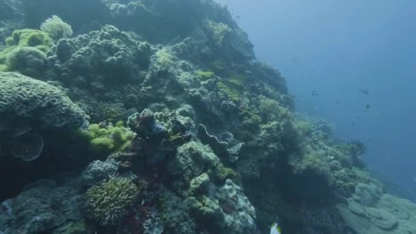 Punto di vista barriera corallina e pesci che nuotano durante le immersioni in mare. Immersioni in mare — Video Stock