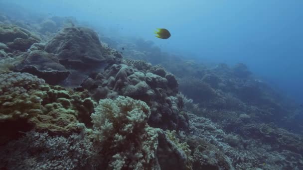 Peces nadando entre algas y arrecifes de coral en el fondo del mar. Buceo en el mar — Vídeos de Stock