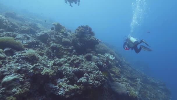 Водолазы плавают под водой среди коралловых рифов и рыб. Прыжки в воду — стоковое видео