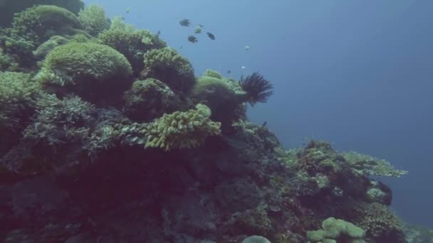 Підводний погляд морські водорості на кораловий риф і риба, що плаває у блакитній морській воді — стокове відео