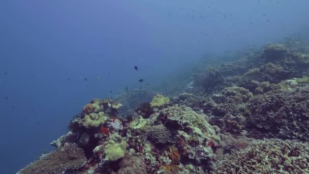 Υποβρύχιο τοπίο ψάρι κολύμπι πάνω από κοραλλιογενείς υφάλους στο βυθό θάλασσας. Θάλασσα ψάρια κολύμπι υποβρύχια ωκεανό τα φύκια και τα κοραλλιογενή ύφαλο τοπίο. Θαλάσσιας ζωής και των ζώων. — Αρχείο Βίντεο