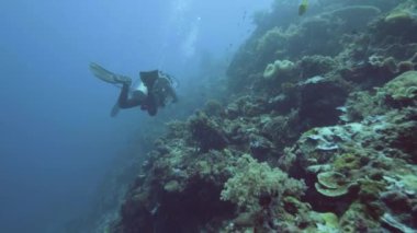 Dalgıç deniz ekipman ile bilimsel dalış sırasında mercan resif keşfetmek. Profesyonel dalgıç mavi suda yüzen balık ve mercan kayalığı izliyor. Sualtı Dünya ve yaşam
