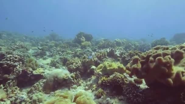 Arrecife de coral y peces nadadores en aguas transparentes vista submarina azul. Los peces nadan sobre los arrecifes de coral en el fondo marino. Hermosa vida marina y mundo submarino . — Vídeos de Stock