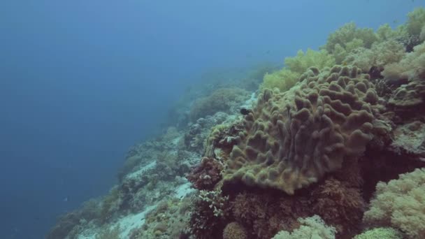 スキューバ ダイビングしながら水中撮影。海に魚が泳いでサンゴ礁風景。海の底の美しいサンゴ礁の中で泳いでいる魚。水中世界と海洋生物. — ストック動画