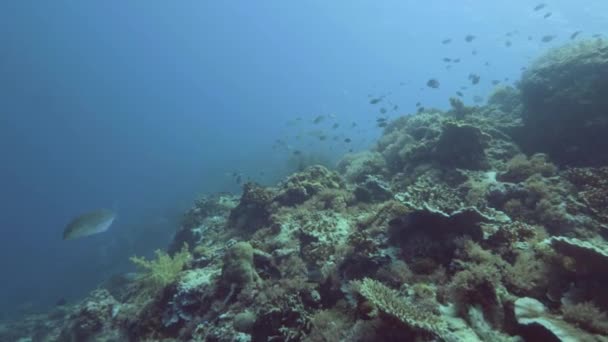 サンゴ礁や海藻の間で水中を泳いで海魚。サンゴ礁の風景に青い海の魚の学校。深い海でのスキューバ ダイビング。水中生物と海洋生物の世界. — ストック動画