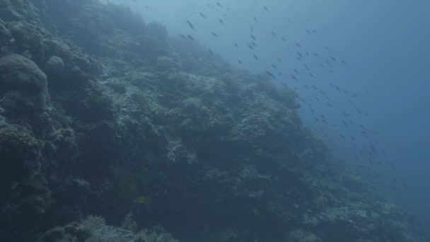 在珊瑚礁背景下在海里游泳的鱼。海底生活和海洋世界。在深海的珊瑚礁和鱼类中潜水时的水下射击. — 图库视频影像