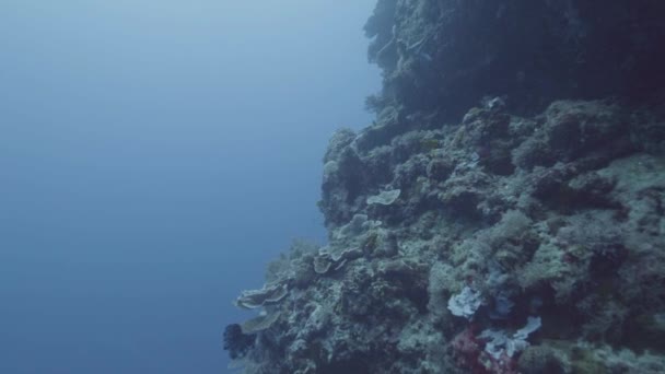 Wunderschöne Korallenriffe und Meeresfische unter Wasser. Meerestiere am Korallenriff und Fische, die unter Wasser schwimmen. Meereslebewesen beim Tauchen im tiefen Ozean beobachten — Stockvideo