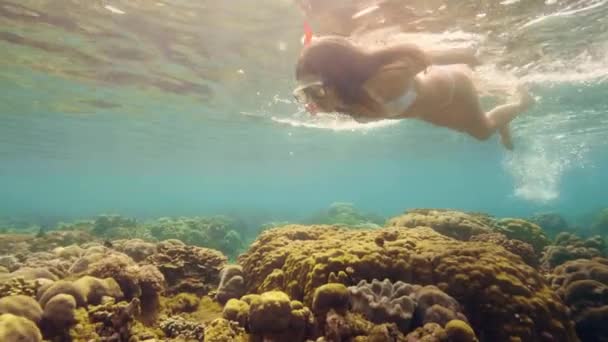 Young woman snorkeling in mask and snorkel in transparent sea water. Underwater view woman snorkeling in ocean with mask and snorkel. Beautiful marine world. Water sport. — Stock Video