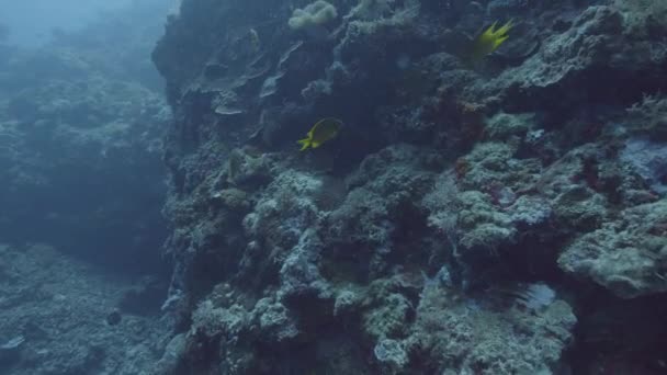 Víz alatti világ. Halak úszkálnak kék víz között korallzátony a tengerfenékre. Hal- és tengeri állat, míg a nyílt vízi búvárkodás deepscuba néz. Tengeri élet. — Stock videók