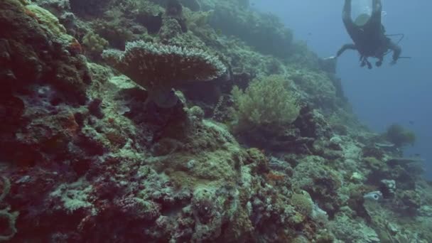 Belo recife de coral, peixe e mergulhador nadando debaixo d 'água em mar azul. Subaquático coral tiro recife e peixe. Mergulhador mergulhador no oceano. Vida marinha e animal . — Vídeo de Stock