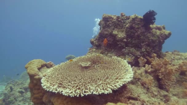 Удивительный коралловый риф и рыба, плавающие в морской воде под водой вид. Водолаз, плавающий возле кораллового рифа и тропических рыб в океане. Прыжки с аквалангом под водой в океан и наблюдение за коралловым рифом . — стоковое видео