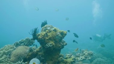 Scuba diver tropikal balık ve mercan resif deniz dalış sırasında yakın yüzme. Dalgıç dalış sualtı okyanus ve deniz yaşamı izliyor. Turkuaz denizde dalış sualtı. Deniz yaşamı, mercan ve balık.