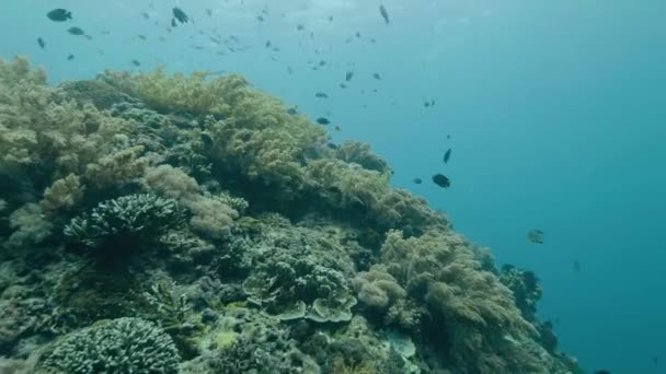 Тропические рыбы, плавающие возле кораллового рифа на дне моря. Прыжки с аквалангом в глубокое море. Водолаз плавает над кораллами и рыбой. Подводное плавание в глубоком океане. Подводный мир и морская жизнь . — стоковое видео