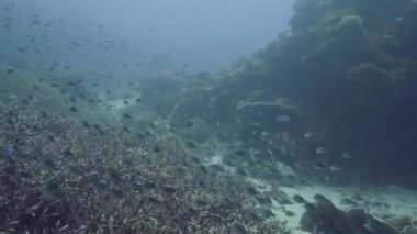 Deniz balık mercan resif ve deniz yosunu denizde yüzme sualtı görünümü alt. Scool mercan kayalığı manzara mavi denizde tropikal balık. Tüplü Dalış ve derin okyanusta dalış.