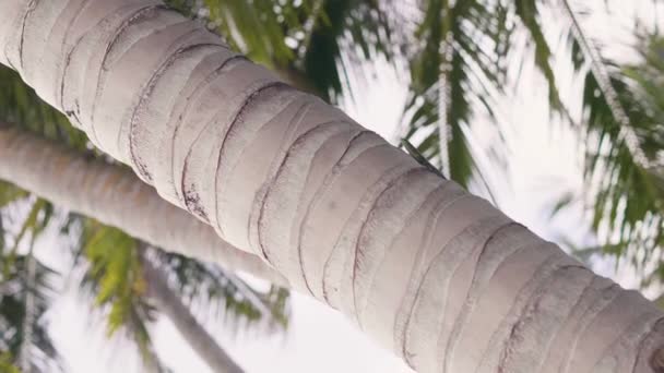Lézard tropical rampant sur le tronc de palmier dans l'île tropicale. Fermer lézard vert sur palmier sur fond de feuilles vertes. Reptiles dans la nature sauvage . — Video