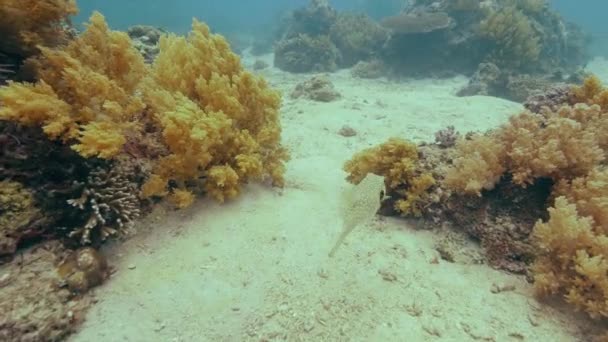 Peixes Tropicais Nadando Perto Recife Coral Fundo Mar Paisagem Subaquática — Vídeo de Stock