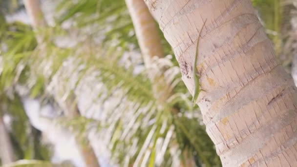 Lagarto verde rastejando no tronco palmeira na ilha tropical. Feche o lagarto na palmeira na praia tropical. Répteis na natureza selvagem . — Vídeo de Stock