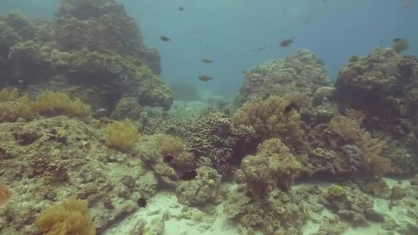 Beautiful coral reef and tropical fish swimming in sea underwater view. Amazing coral reef, seastar and fish in ocean. Watching underwater world and marine life while scuba diving in sea. Sea diving. — Stock Video