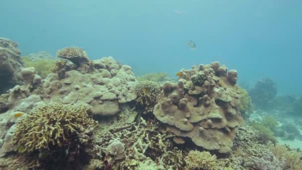 Барвистий кораловий риф і плавання тропічної риби в морській воді. Під водою спостерігають за морем і тваринами під час дайвінгу. Красивий підводний океанський пейзаж з екзотичною рибою та кораловим рифом . — стокове відео