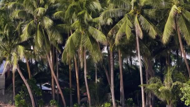 Palmier de nucă de cocos verde pe o insulă exotică și o tânără care se plimbă în apă limpede. Femeia se bucură de mers pe jos pe apă transparentă oceanică pe insula tropicală cu palmieri verzi. Vedere din spate fata de vară în mare . — Videoclip de stoc