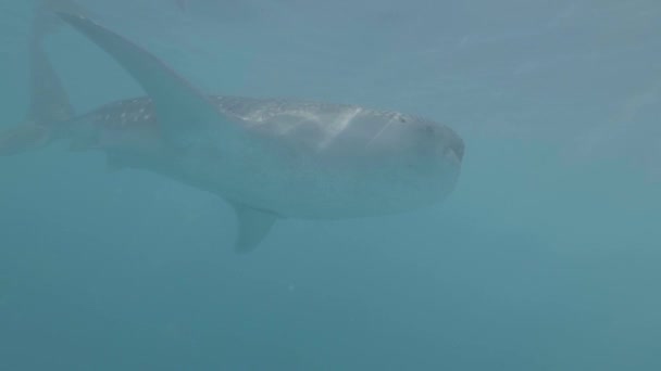 Big whale shark swimming in blue sea water underwater view. Whatching wild whale shark while snorkeling and diving in ocean water. Underwater world. Wild sea animal and marine life. — Stock Video