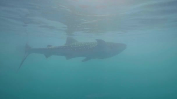Ausgewachsene Walhaie, die im transparenten Meerwasser schwimmen. wilder Walhai unter Wasser Ozean. Unterwasserblick Meereslebewesen, Meereswelt. wildes Meerestier. — Stockvideo