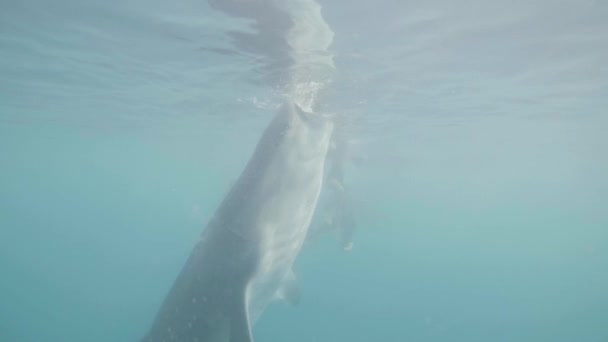 Squalo balena che mangia mangime in mare aperto vista subacquea. Nutrire squalo balena selvatica nella riserva nazionale. Mondo sottomarino e animale marino. Vita marina e abitanti . — Video Stock