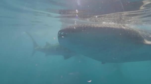 Requin baleine sauvage nageant parmi les plongeurs et mangeant du plancton dans de l'eau de mer transparente. Whae requin nageant dans l'océan et mangeant des aliments. Vue sous l'eau animal marin sauvage. Habitants marins .