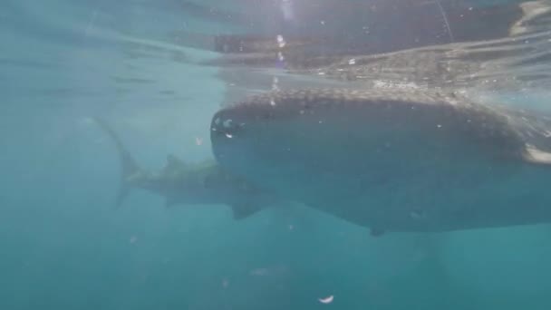 野生ジンベイザメ シュノーケルの中で水泳と透明な海水中のプランクトンを食べるします。Whae サメの海で泳ぎ、餌を食べたします。Underwter ビュー海の野生動物。海洋人の住民. — ストック動画