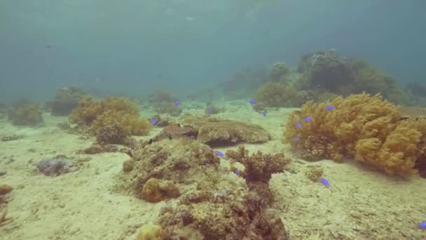 Exotiska fiskar som simmar nära korallrev på havsbottnen. Undervattenslandskap tropiska fiskar simmar i havsvatten. Marina livet medan dykning och snorkling i djupa havet. — Stockvideo