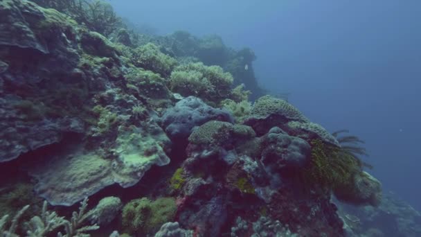 海の底に海藻とサンゴ礁の間で泳いでいる魚。海でスキューバ ダイビング — ストック動画
