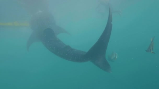 人の水泳および公開した海で野生のジンベイザメの水を供給します。水中ビュー餌を食べたとシュノーケ リングで透明な海の水の中で泳ぐサメはクジラ。水中世界と海洋動物. — ストック動画